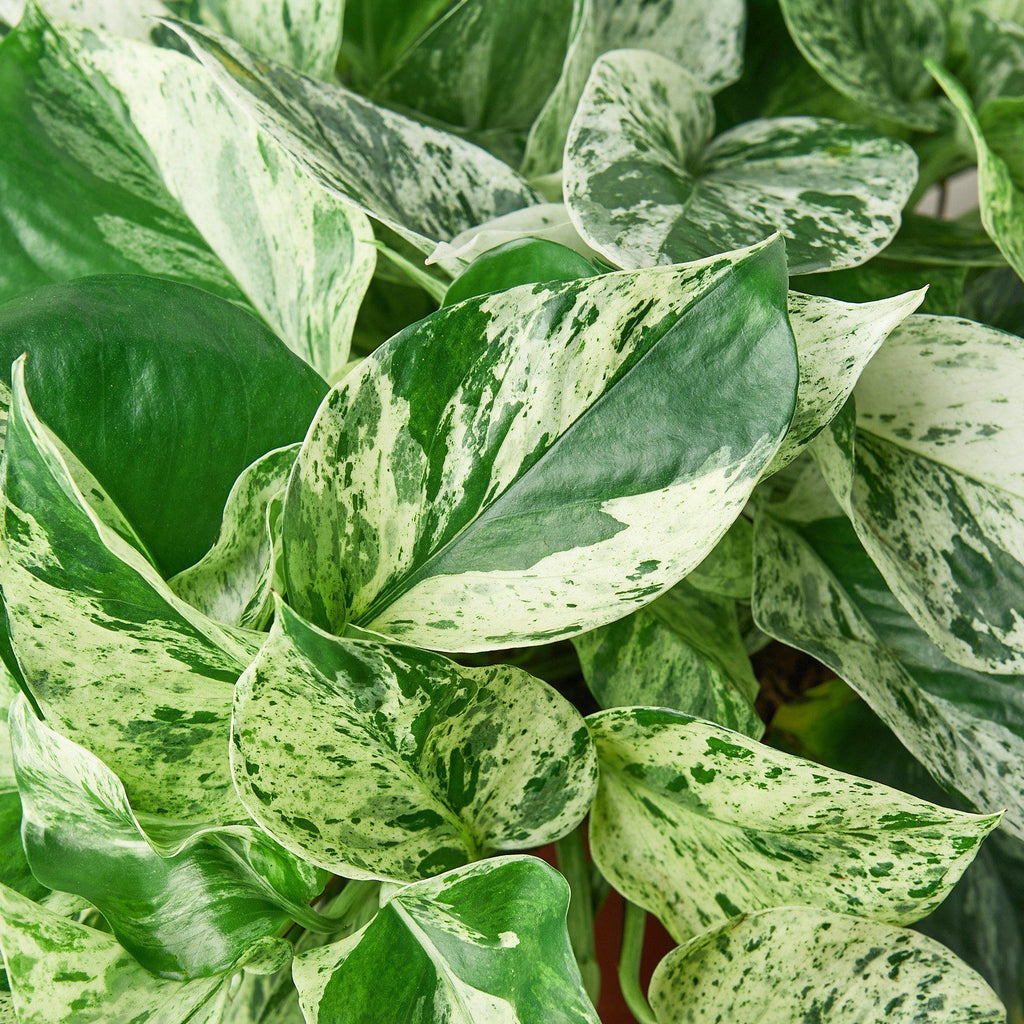 Pothos 'Marble Queen' – view 5