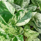 Pothos 'Marble Queen' – view 5