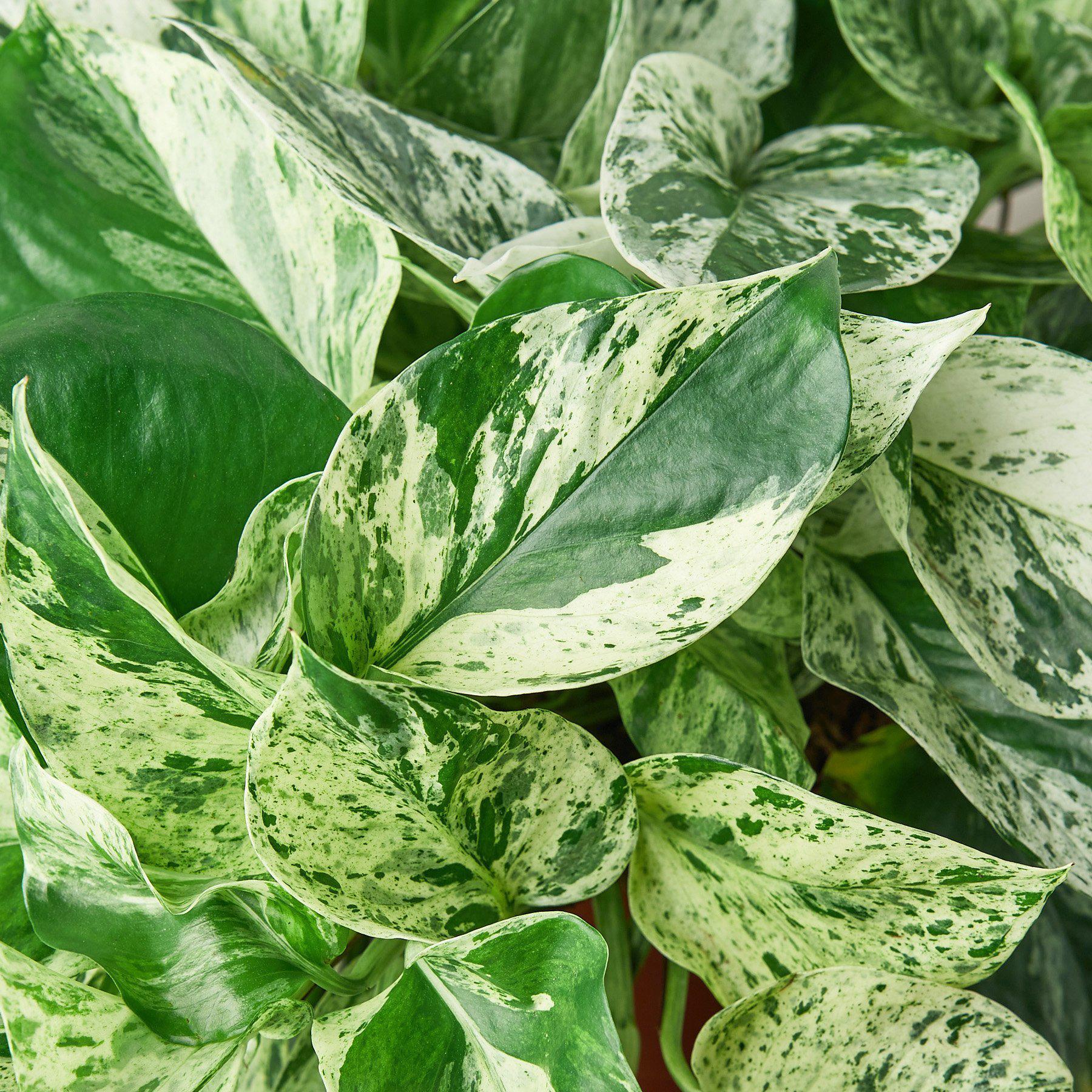 Pothos 'Marble Queen' – view 5