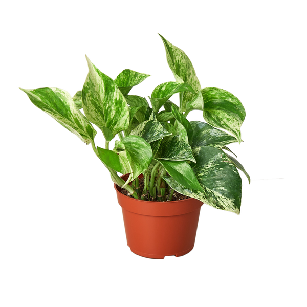 Pothos 'Marble Queen' Live Plant