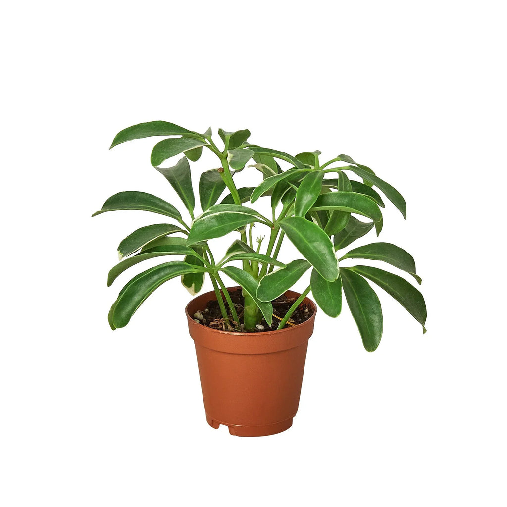 Schefflera Arboricola 'Umbrella' – view 3
