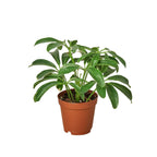 Schefflera Arboricola 'Umbrella' – view 3