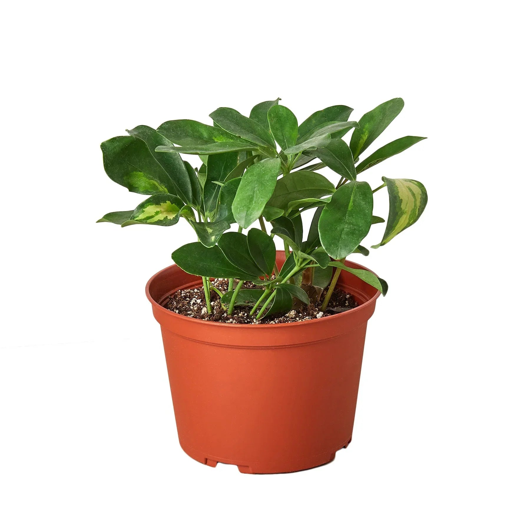Schefflera Variegated – view 4