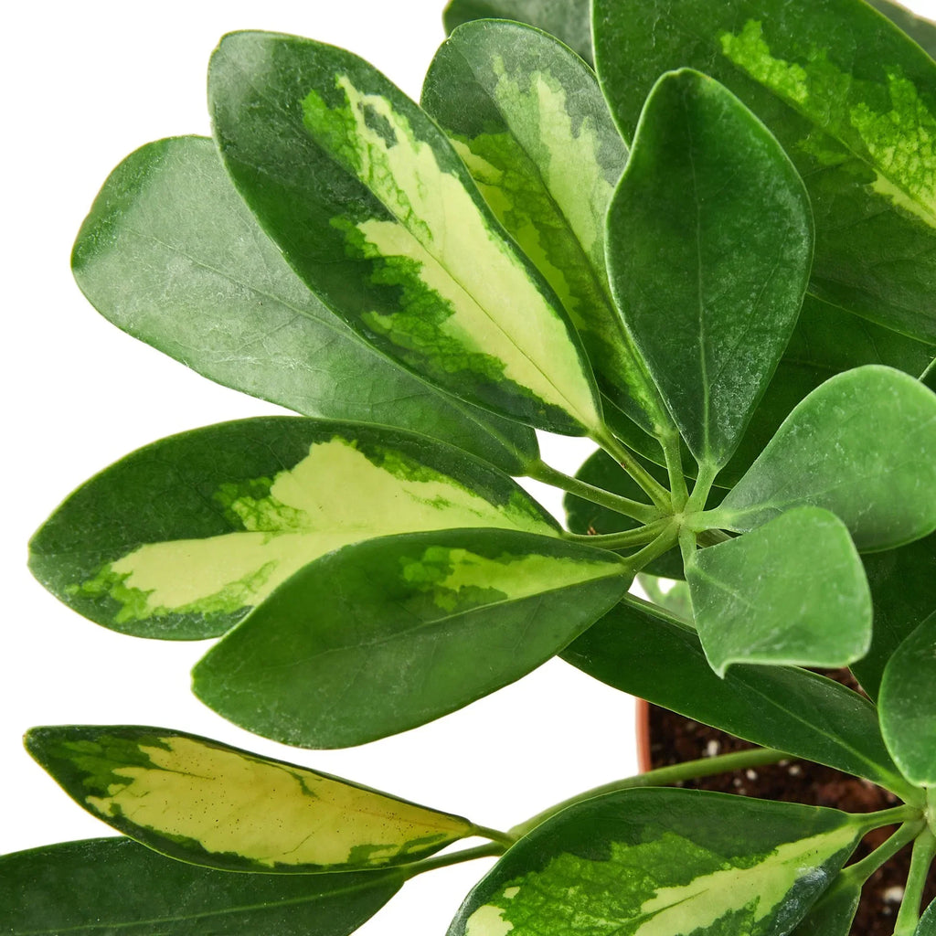 Schefflera Variegated – view 2