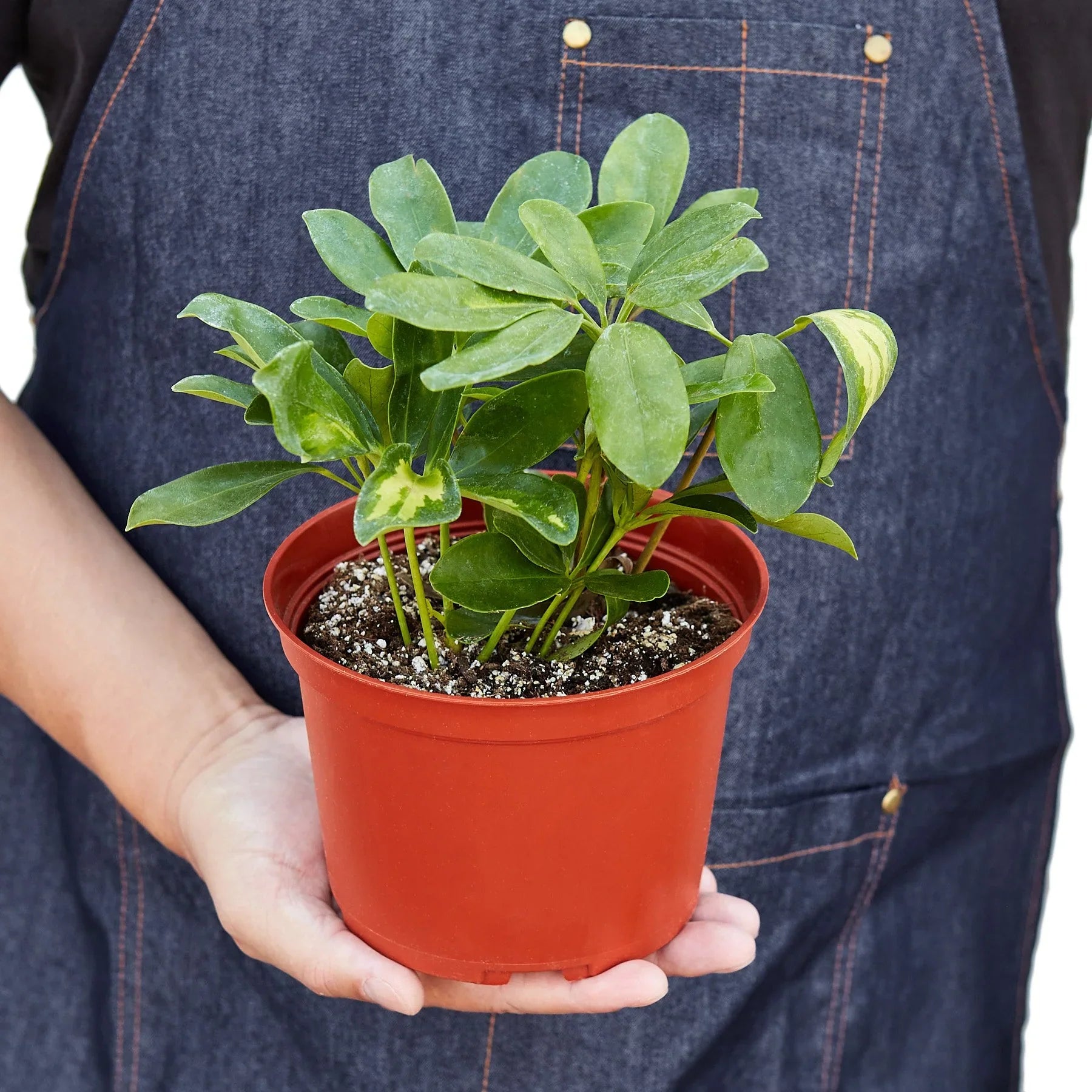 Schefflera Variegated – view 5