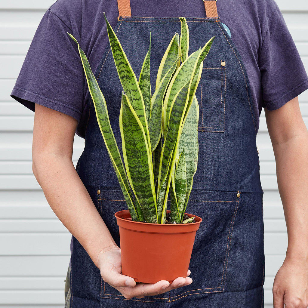 Snake Plant Laurentii – view 5