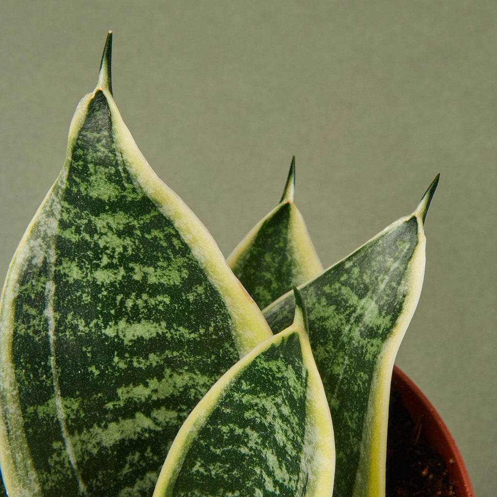 Snake Plant Laurentii Dwarf – view 2