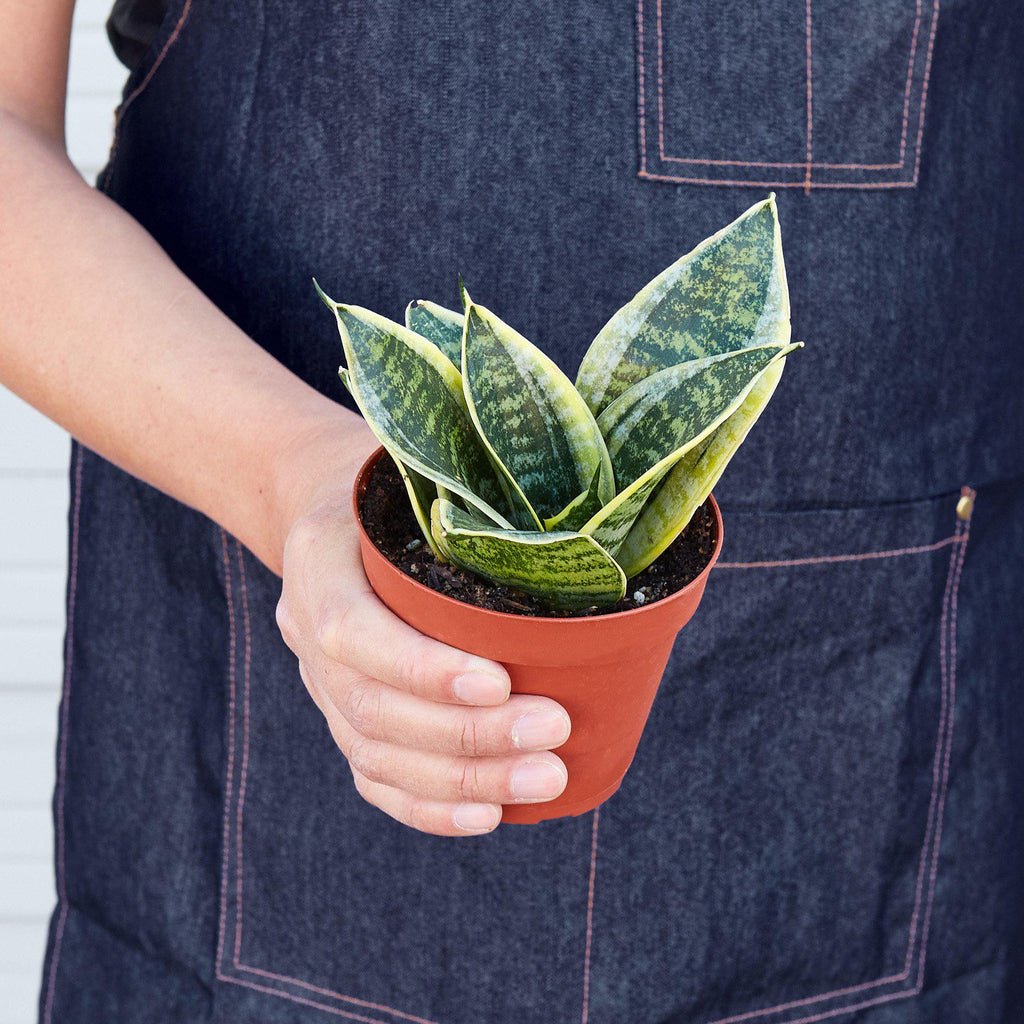 Snake Plant Laurentii Dwarf – view 3