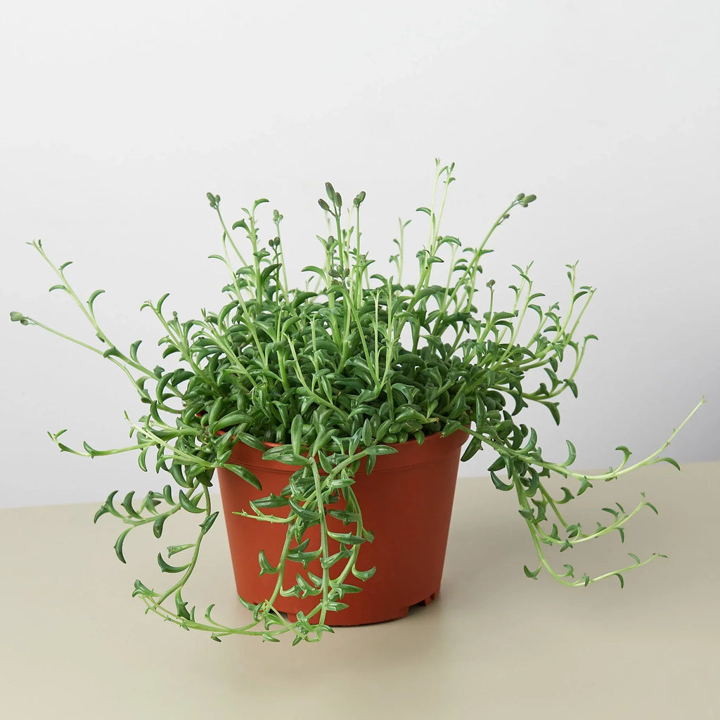 Succulent 'String of Dolphins' – view 4