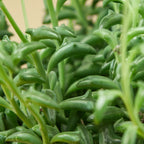 Succulent 'String of Dolphins' – view 5