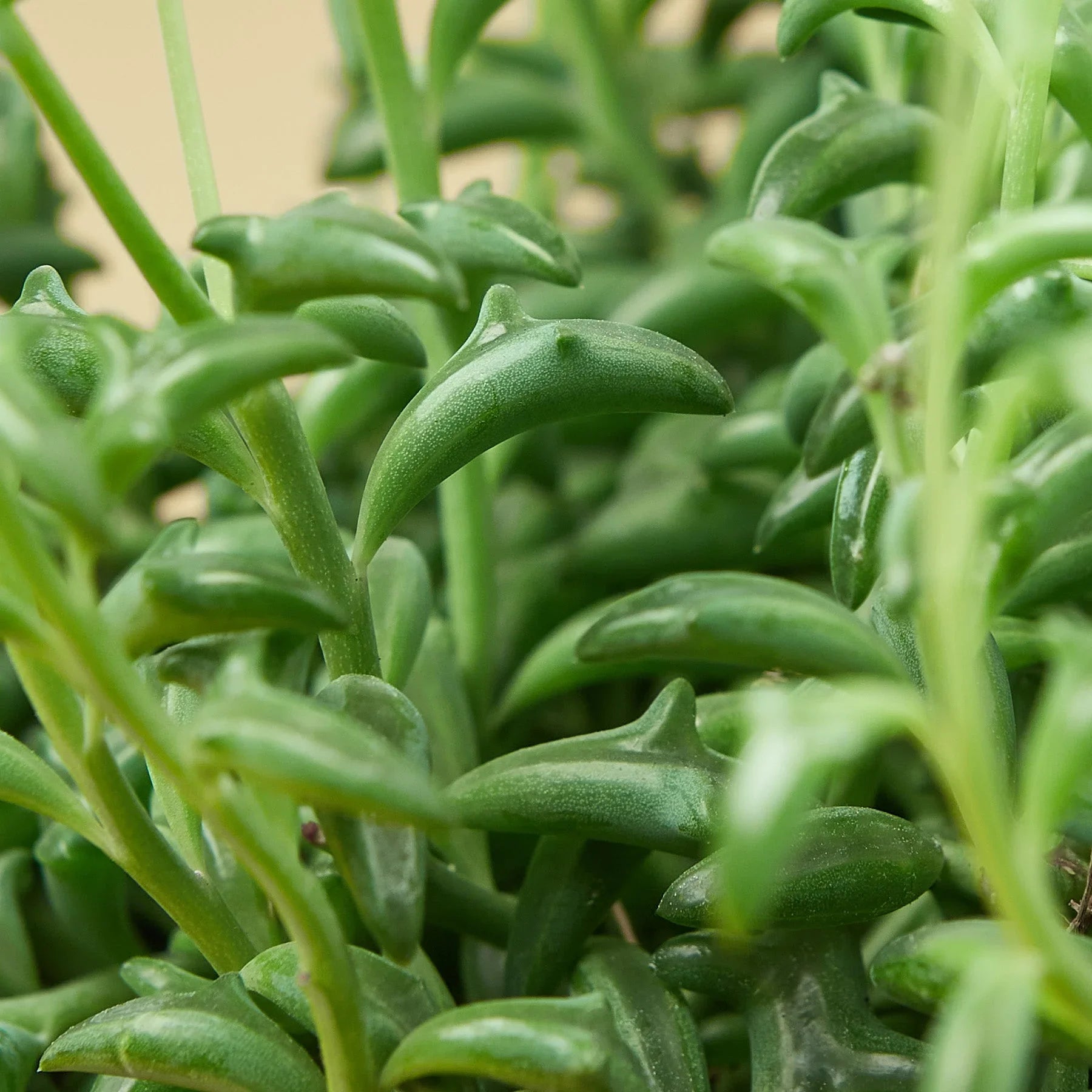 Succulent 'String of Dolphins' – view 5