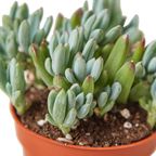 Blue Chalk Stick – view 4