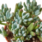 Blue Chalk Stick – view 3