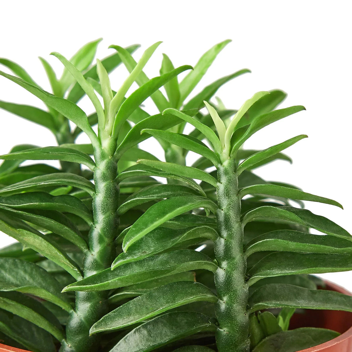 Devil's Backbone Euphorbia – view 2