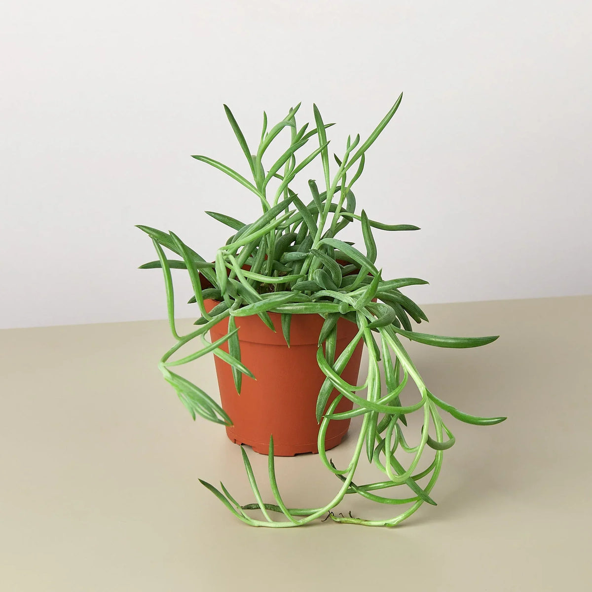 Senecio Succulent 'Fish Hooks' – view 8