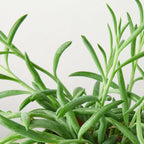 Senecio Succulent 'Fish Hooks' – view 2