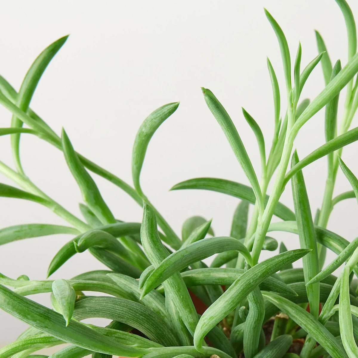 Senecio Succulent 'Fish Hooks' – view 2