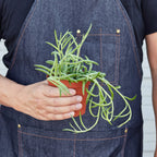 Senecio Succulent 'Fish Hooks' – view 3