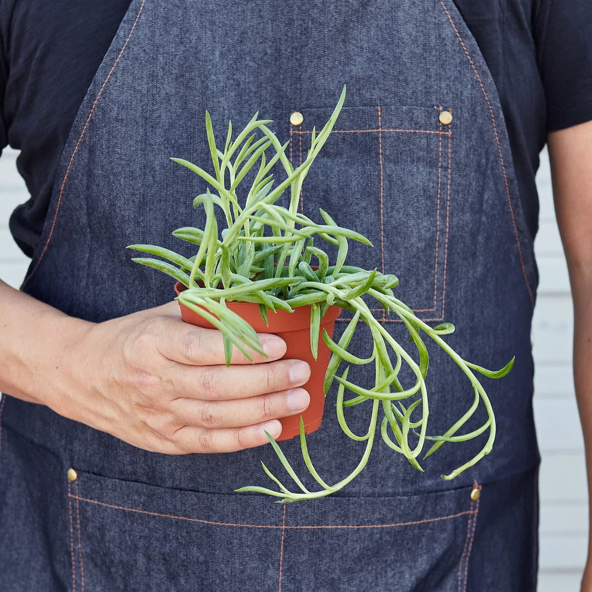 Senecio Succulent 'Fish Hooks' – view 3