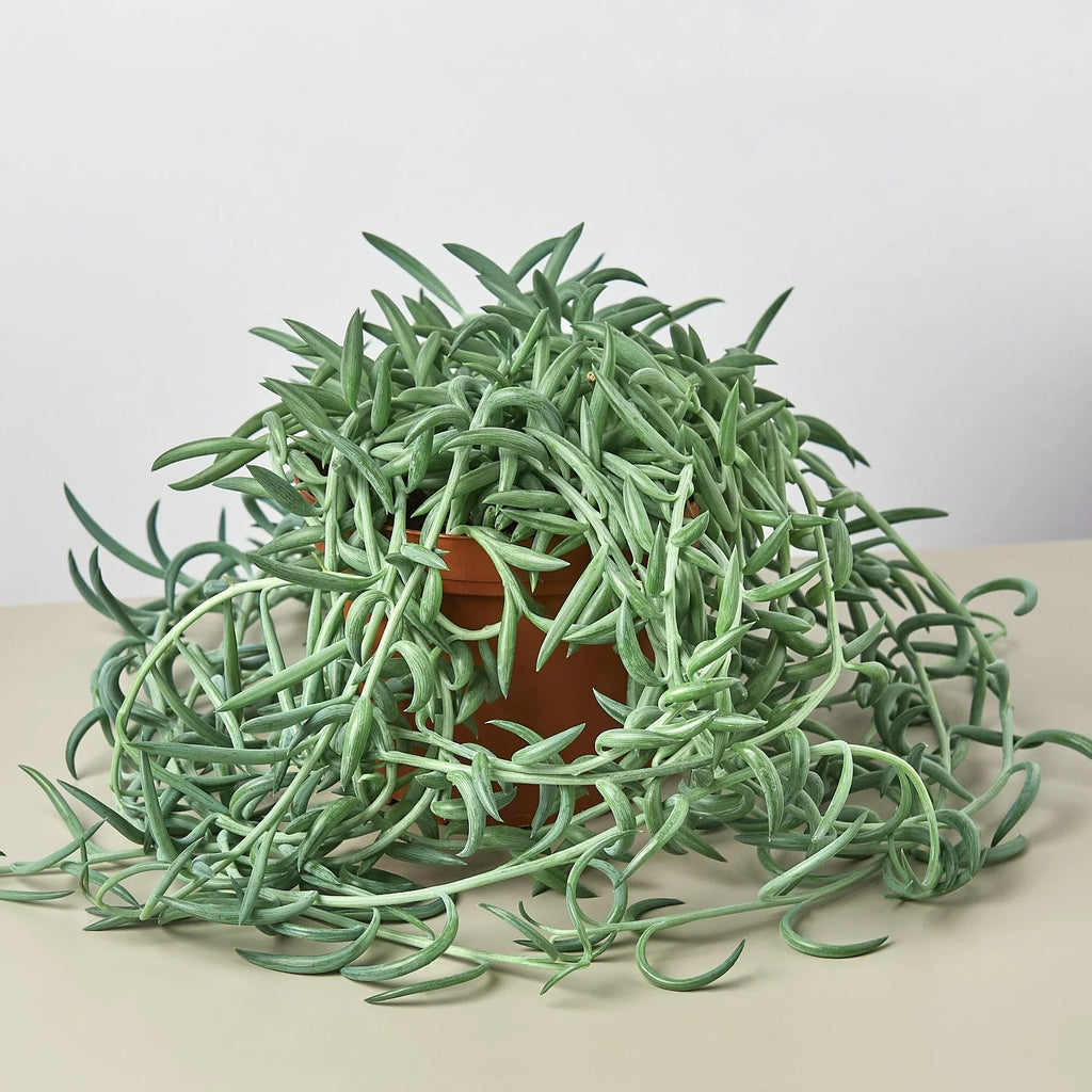 Senecio Succulent 'Fish Hooks' – view 4