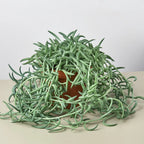 Senecio Succulent 'Fish Hooks' – view 4