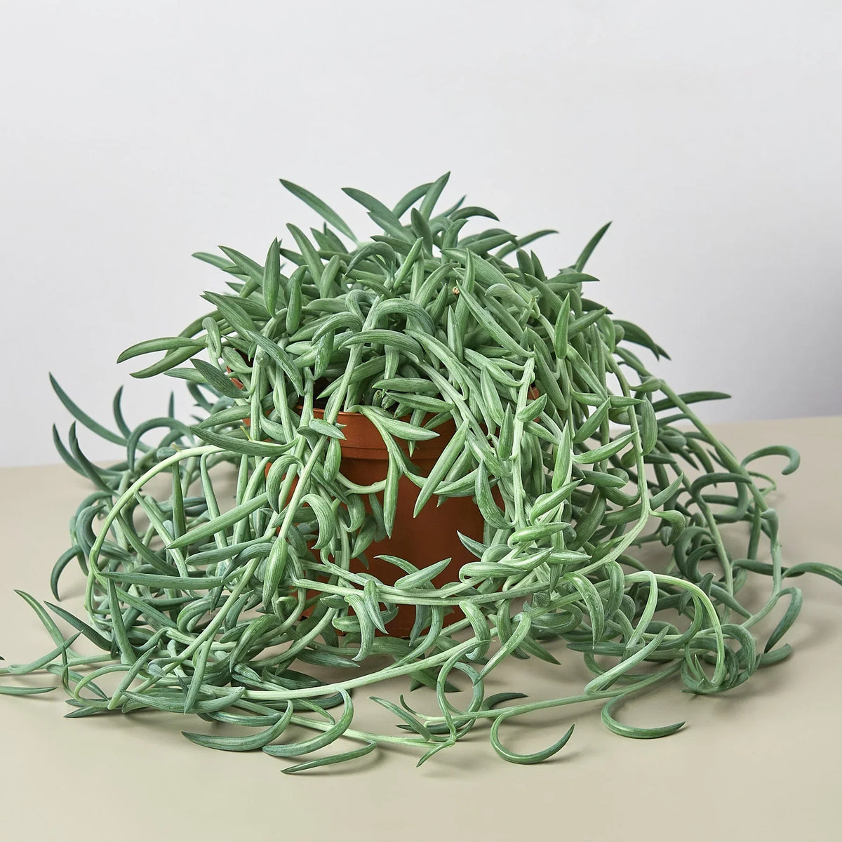 Senecio Succulent 'Fish Hooks' – view 4