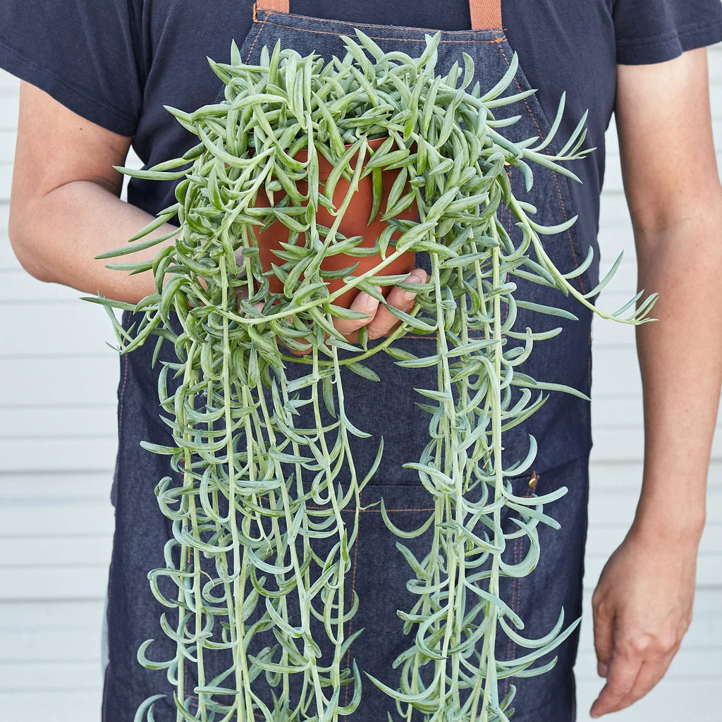 Senecio Succulent 'Fish Hooks' – view 5