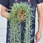 Senecio Succulent 'Fish Hooks' – view 5
