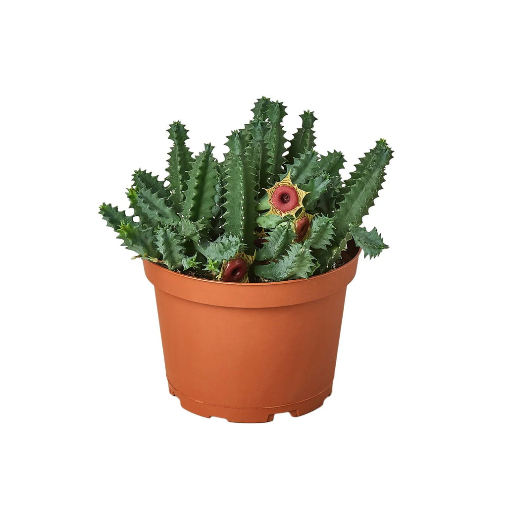 Lifesaver Cactus – view 4