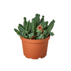 Lifesaver Cactus – view 4