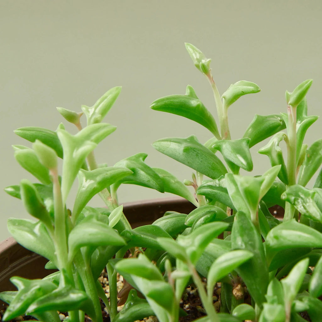 Succulent 'String of Dolphins' – view 2