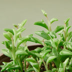Succulent 'String of Dolphins' – view 2