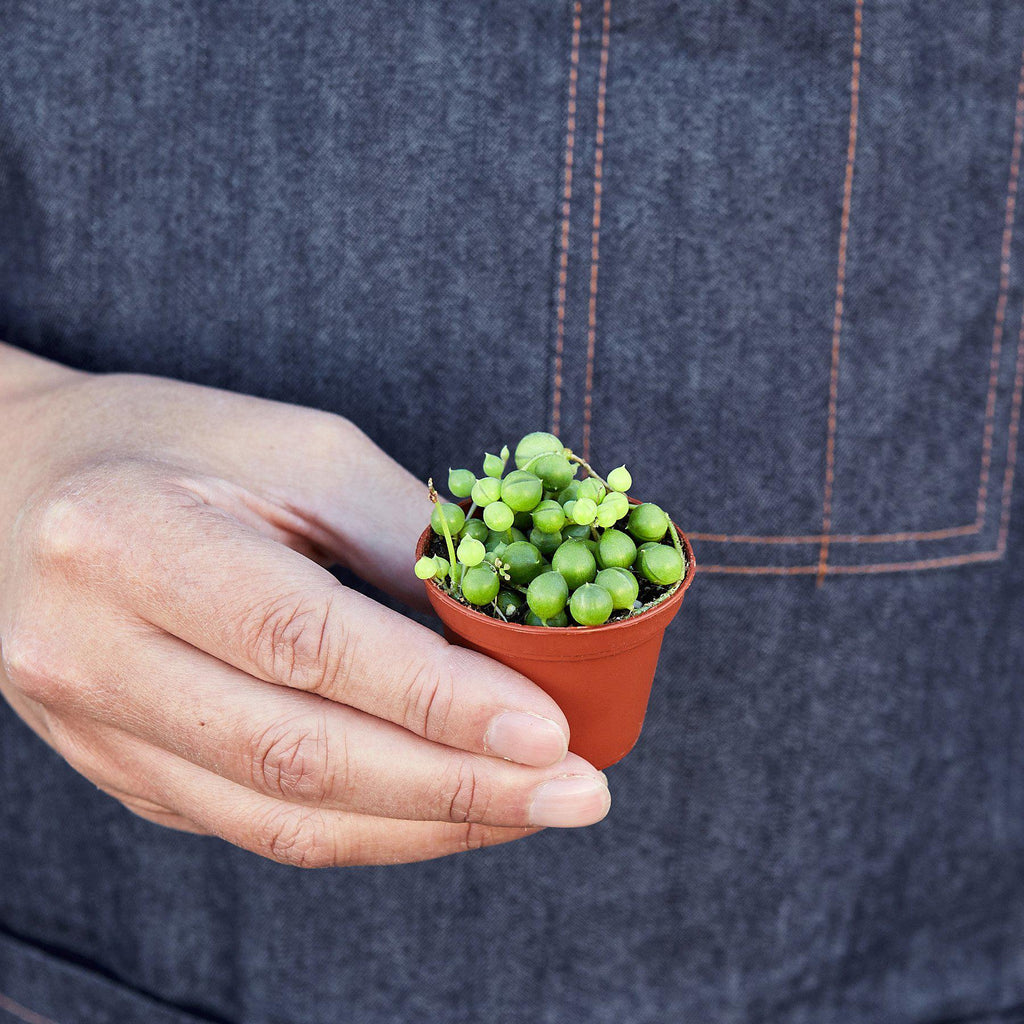 Succulent 'String of Pearls' – view 5