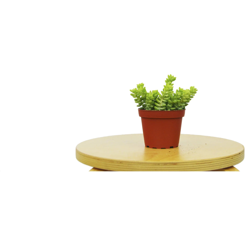 Sedum 'White Stone Crop' Succulent – view 2