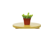Sedum 'White Stone Crop' Succulent – view 2