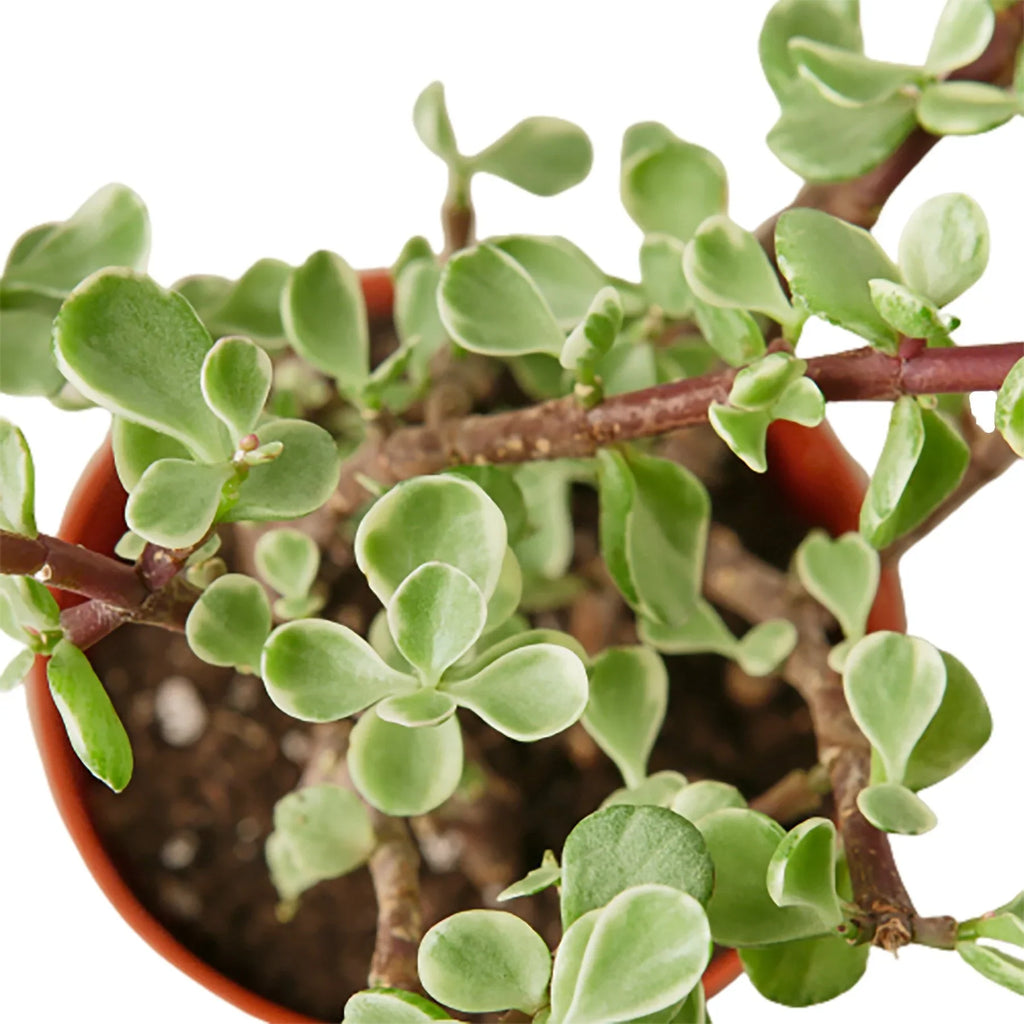 Succulent 'Rainbow Elephant Bush' – view 2
