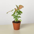 Syngonium Strawberry – view 3