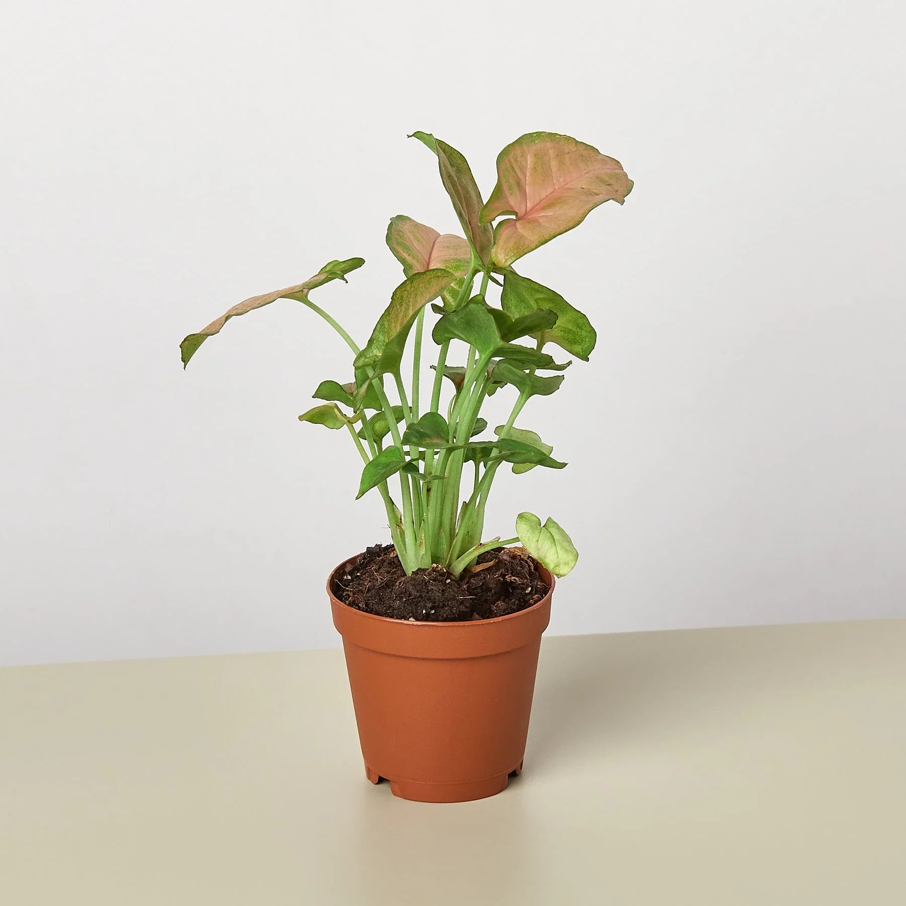 Syngonium Strawberry – view 3