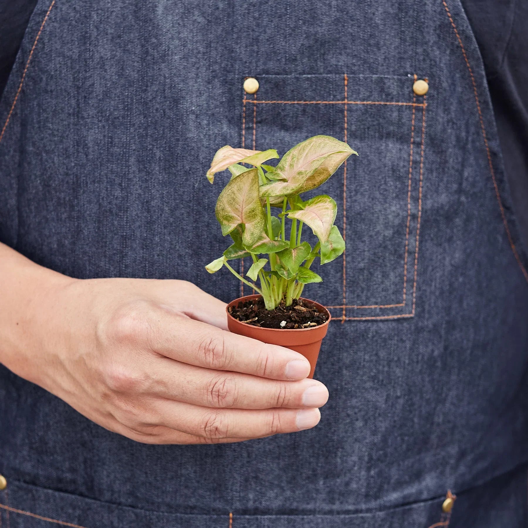 Syngonium Strawberry – view 6