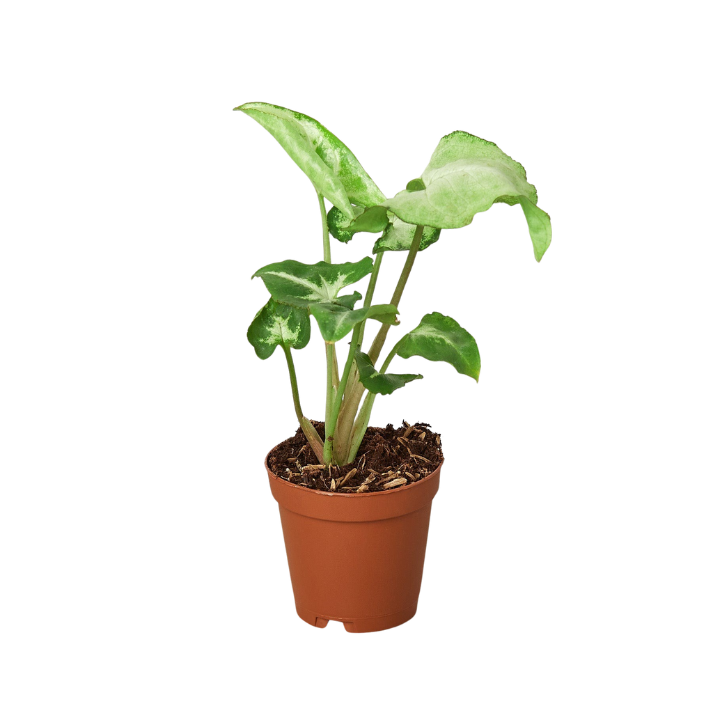 Syngonium 'White Butterfly' – view 2