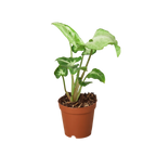 Syngonium 'White Butterfly' – view 2