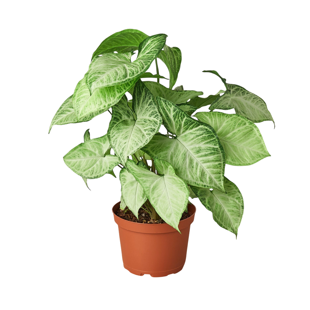 Syngonium 'White Butterfly'