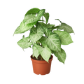 Syngonium 'White Butterfly'
