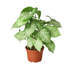 Syngonium 'White Butterfly'