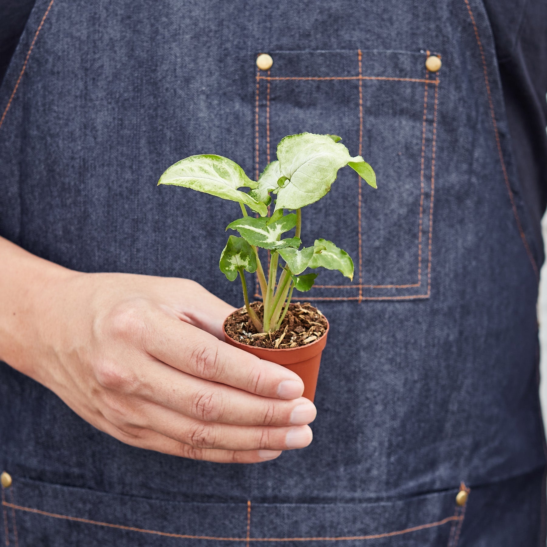 Syngonium 'White Butterfly' - House Plant Shop