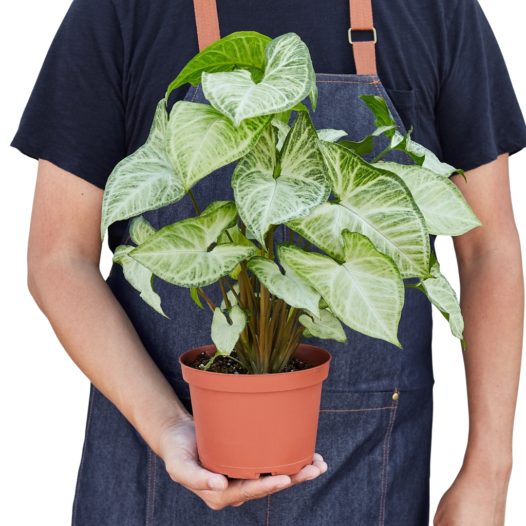 Syngonium 'White Butterfly' – view 8