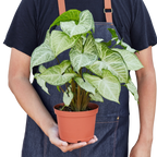 Syngonium 'White Butterfly' – view 8
