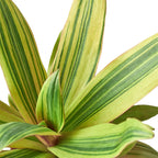 Tradescantia 'Sitara's Gold' – view 2