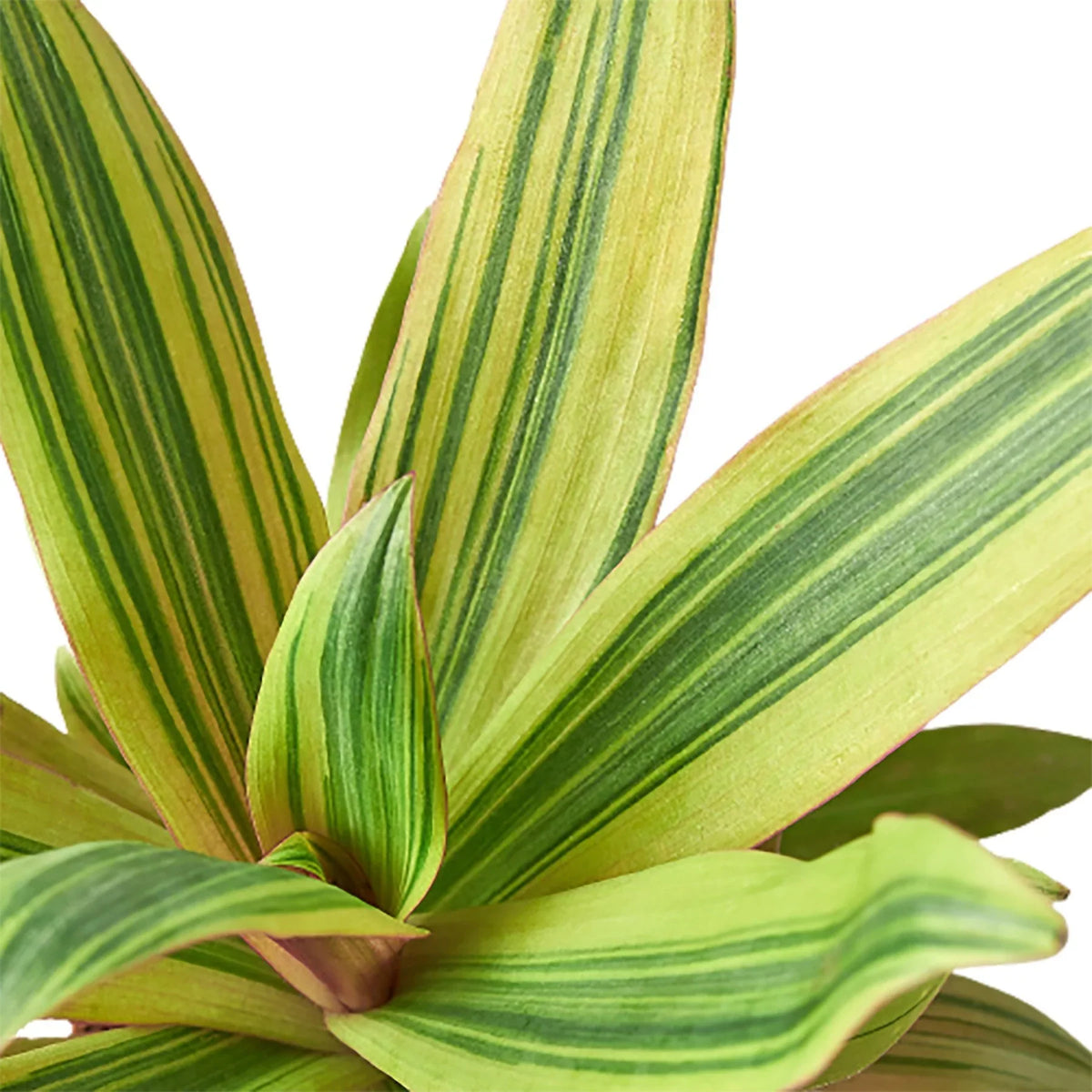 Tradescantia 'Sitara's Gold' – view 2