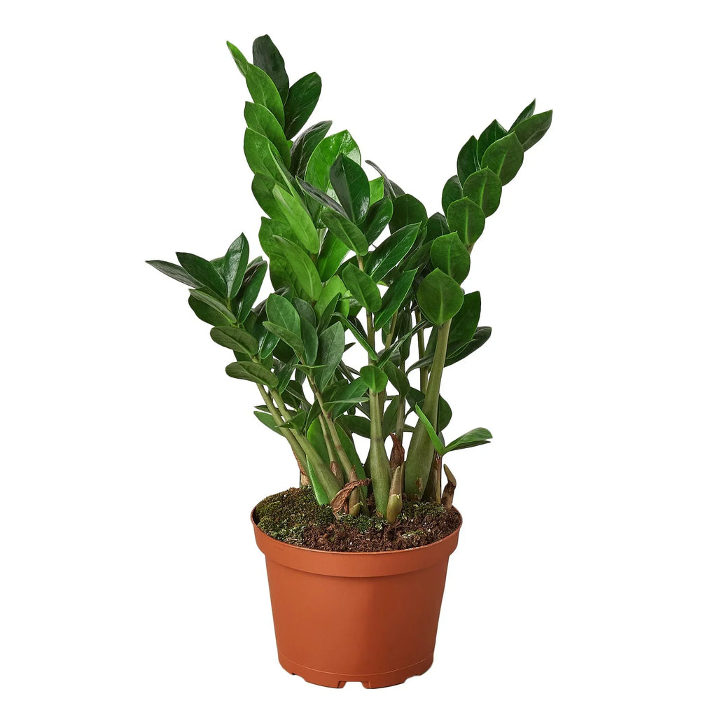Zamioculcas Zamiifolia ZZ – view 3